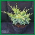 Juniperus squamata "Dream Joy" - borievka šupinatá